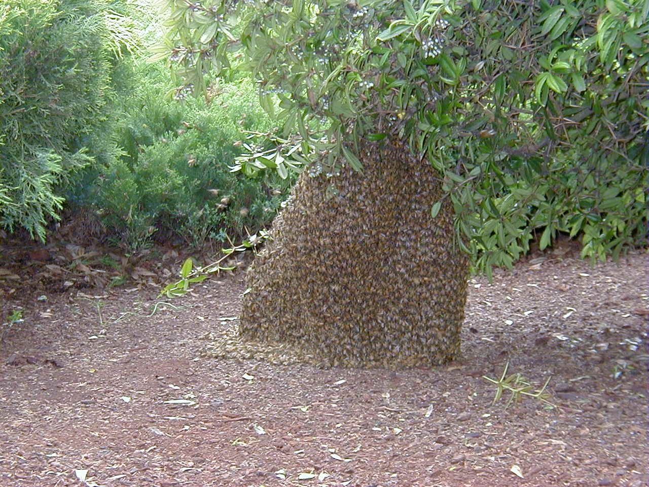 A large swarm of bees clustered on the trunk of a tree in a garden setting.
