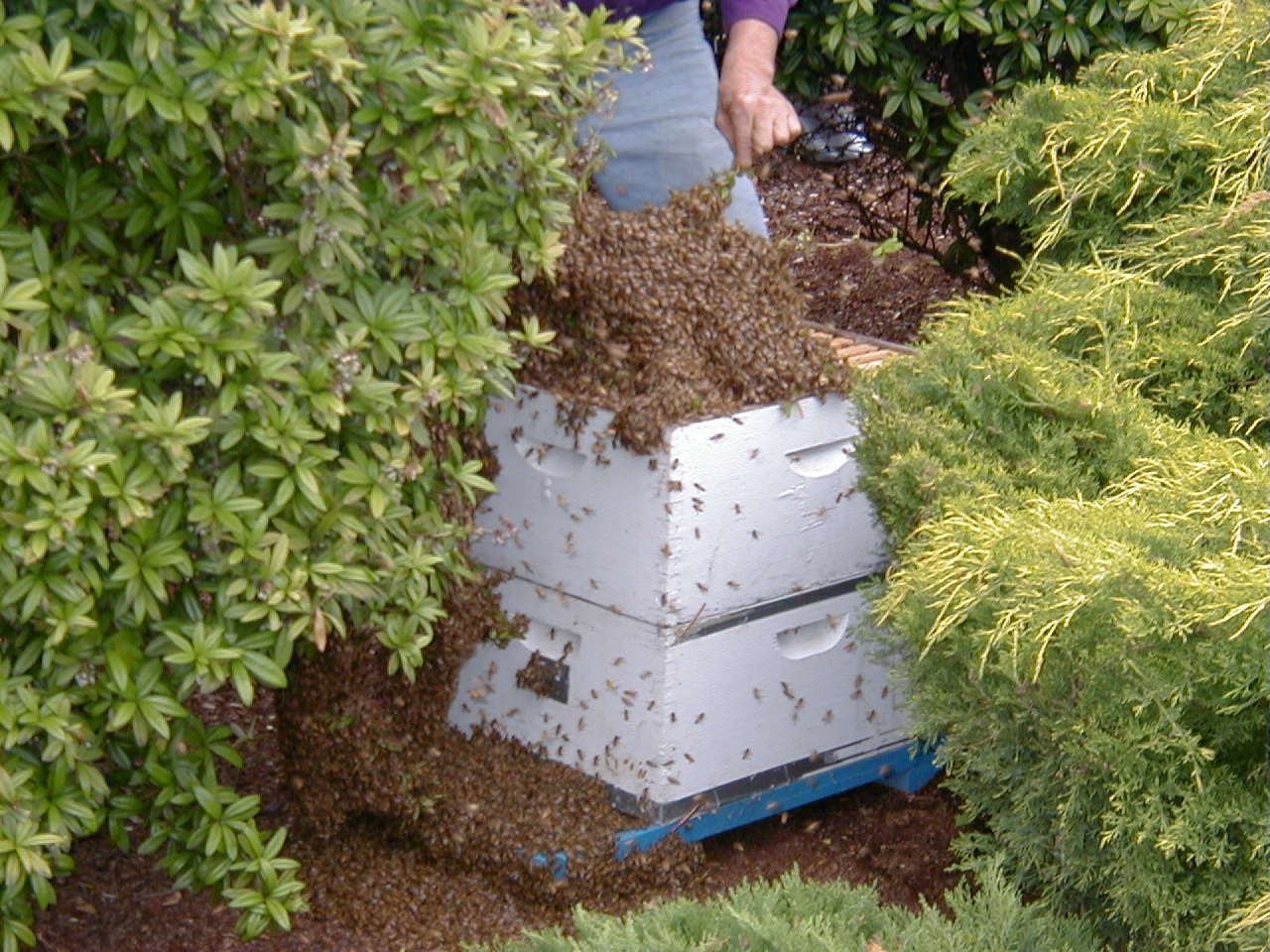 Beekeeper transferring a swarm of bees from a bush into a white hive box, surrounded by greenery.