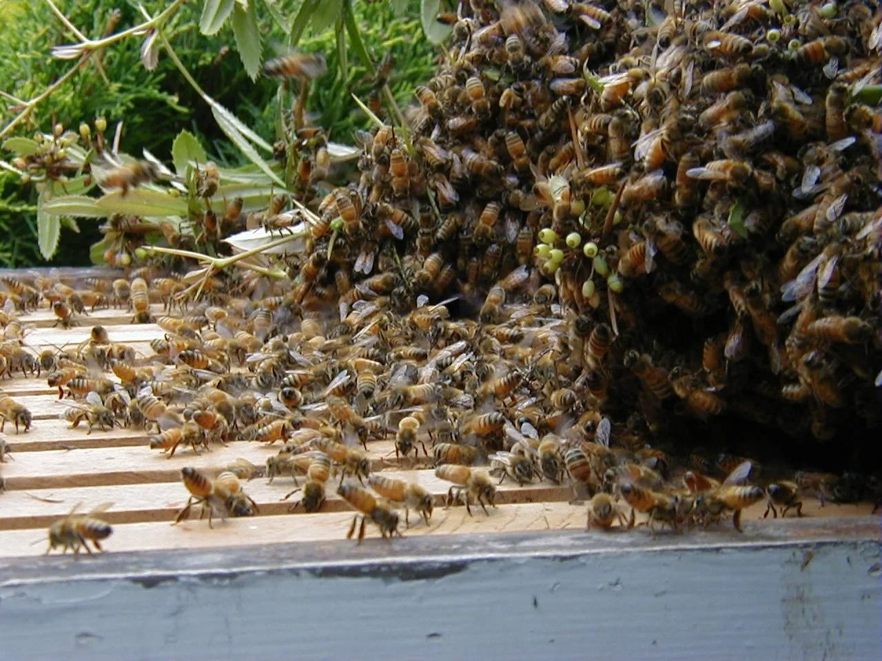 Bees swarming on a wooden beehive; many bees clustered together, some flying nearby.