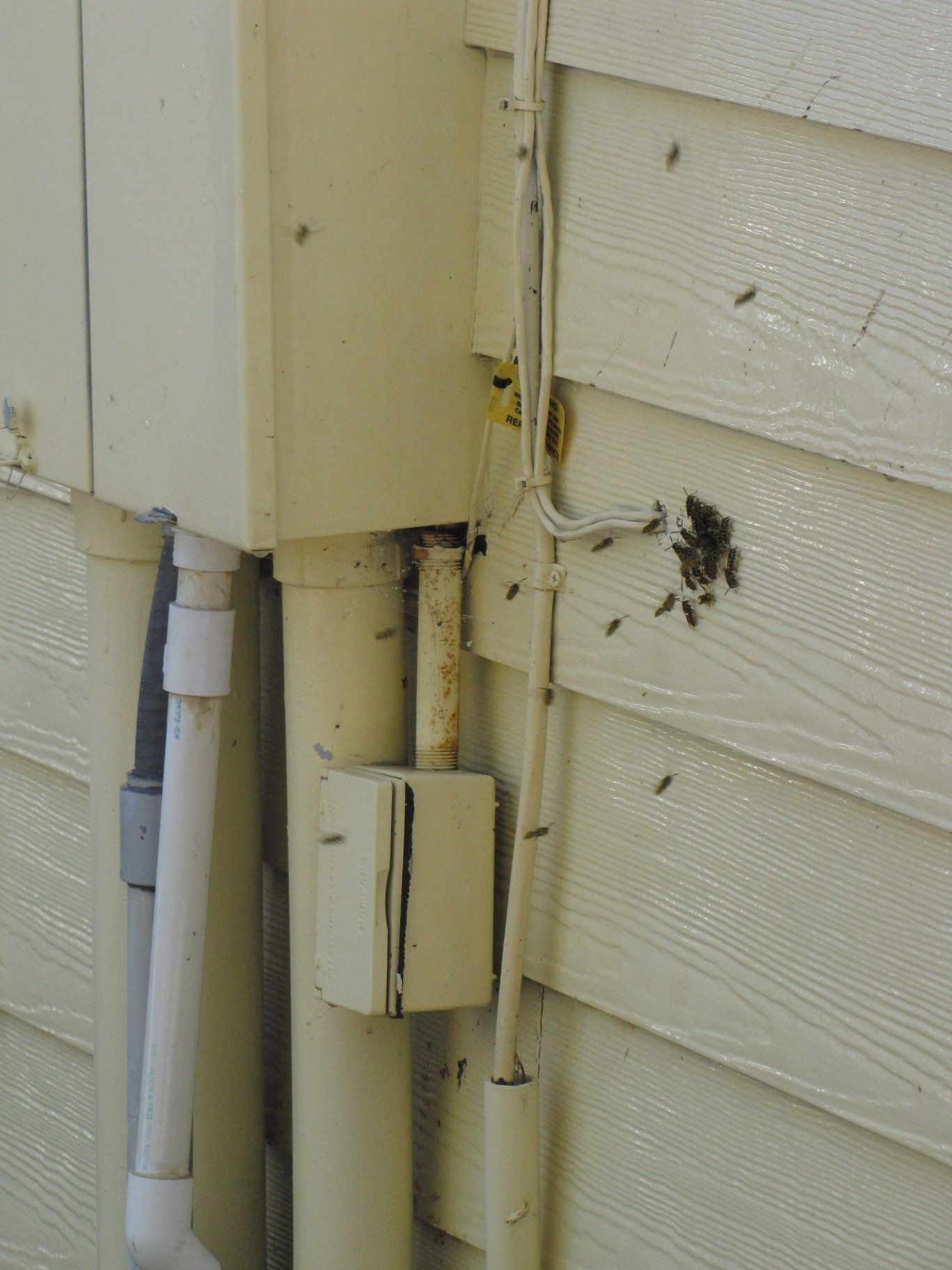 Bees swarming on light beige siding near electrical boxes and pipes.