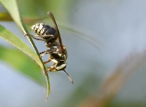 Wasp with black and yellow markings clings to a green leaf.