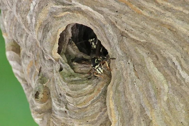 Wasp nest with wasps at the entrance. Nest is gray and layered, against a green background.