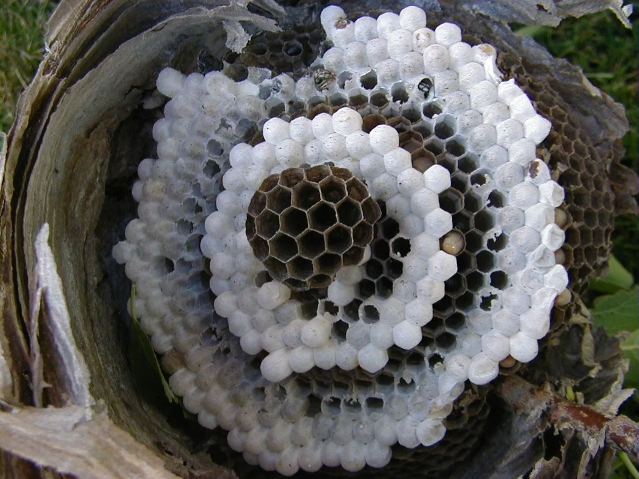 Wasp nest cut open, revealing concentric layers of hexagonal cells, varying in color from brown to white.