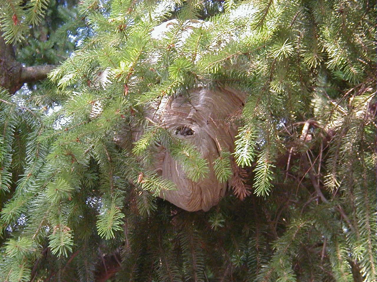 Wasp nest, spherical and papery, nestled in a dense evergreen tree.