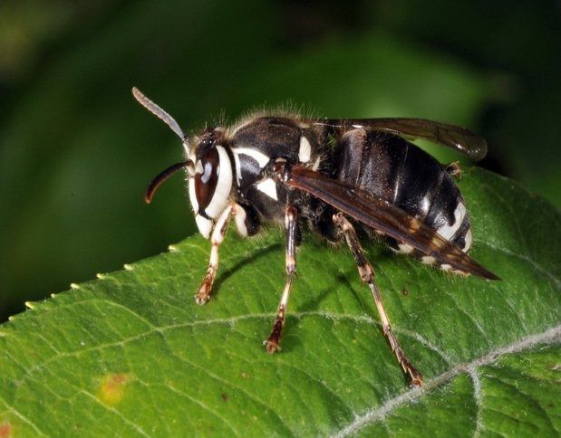 Black and white wasp on a green leaf.
