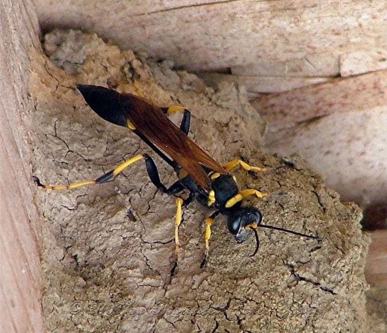 Bee Control Northwest