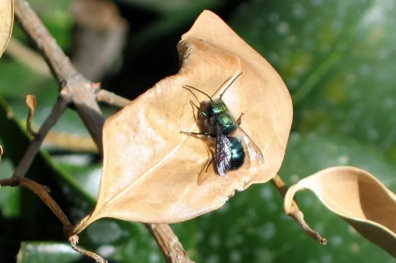 Metallic green bee resting on a dry, tan-colored leaf. Branch and green leaves are in background.