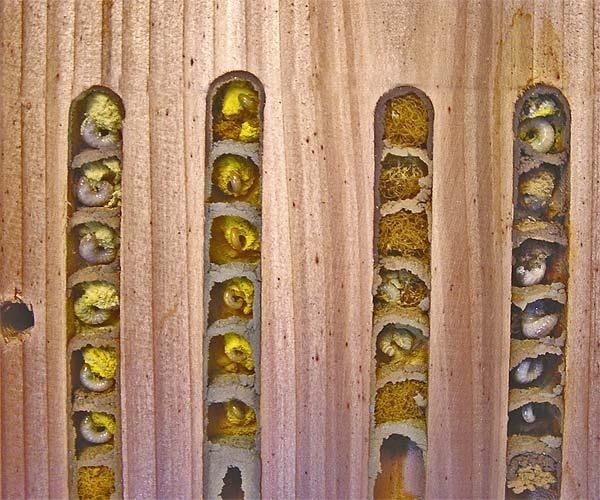 Wooden bee house showing bee larvae in individual nesting cells.