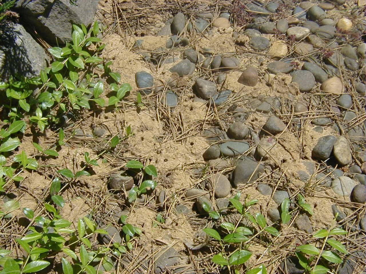Sandy ground with green plants, gray rocks, and brown dried pine needles.