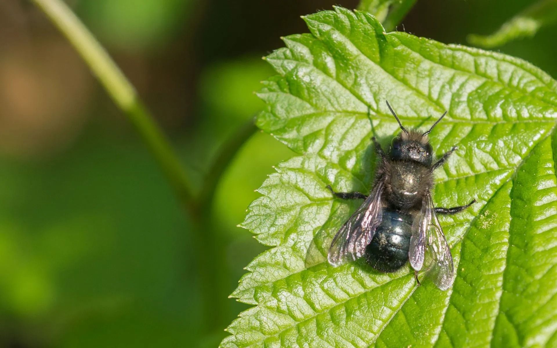 Dark blue bee on a bright green leaf.