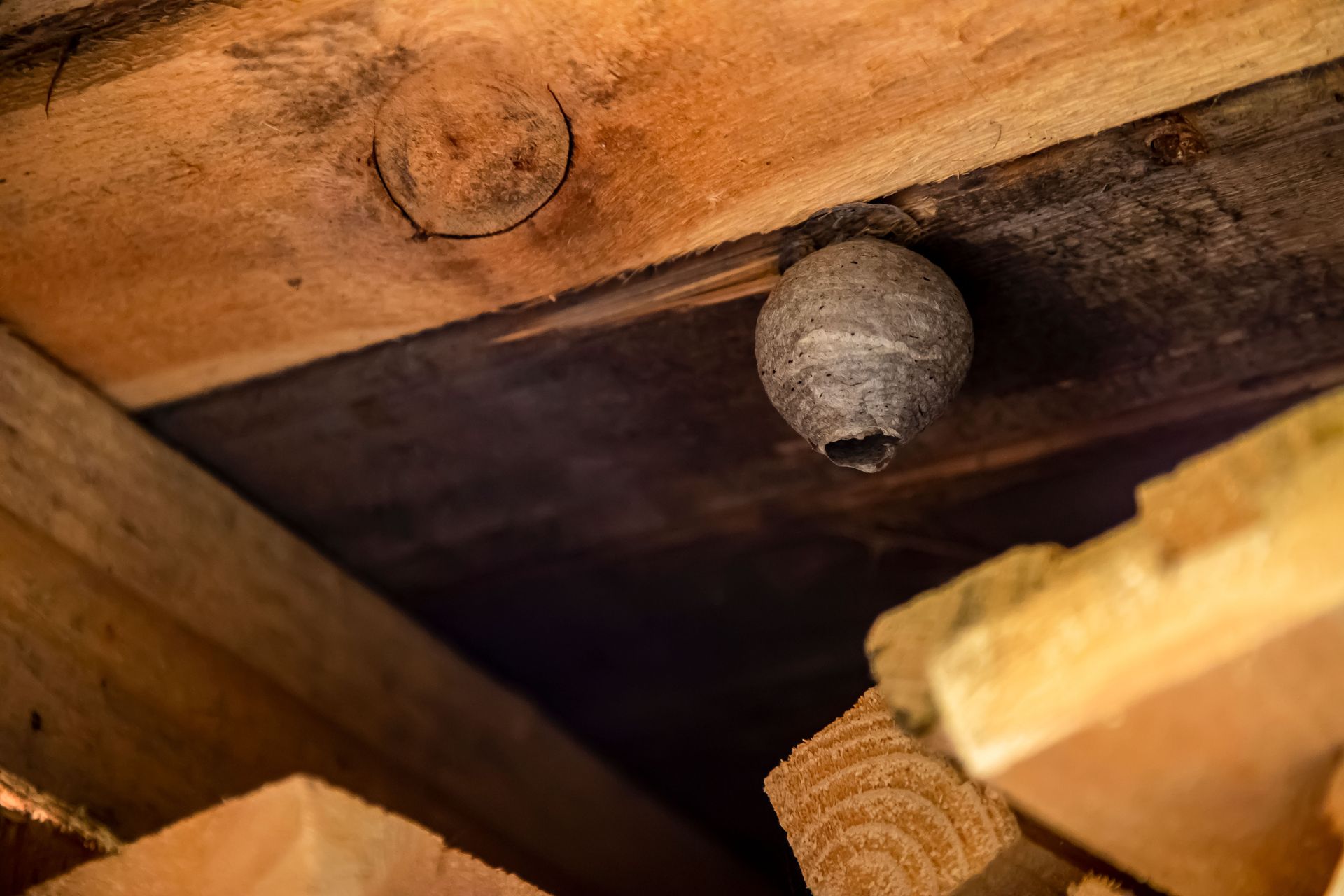 bee control services