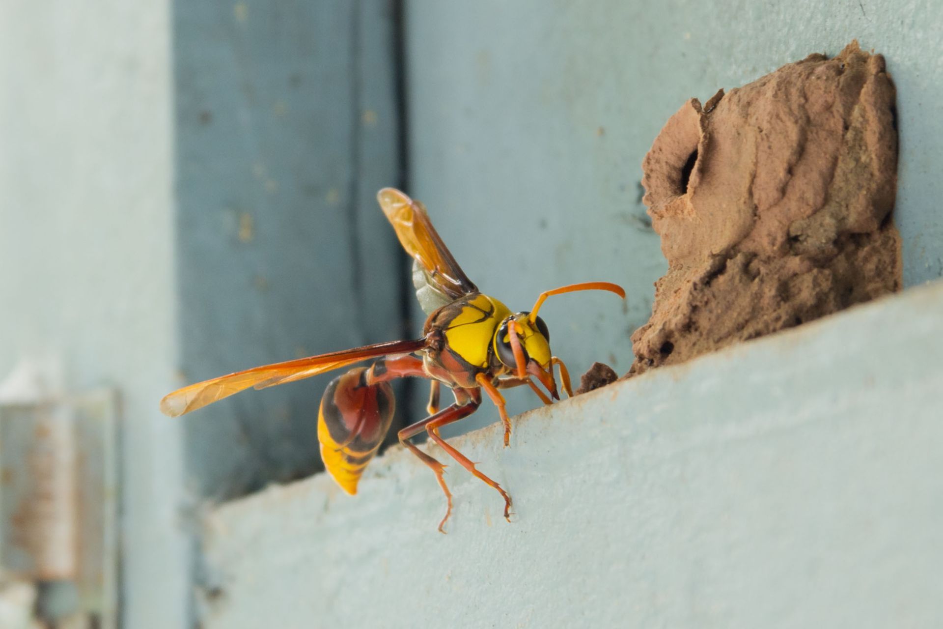 yellow jacket extermination service