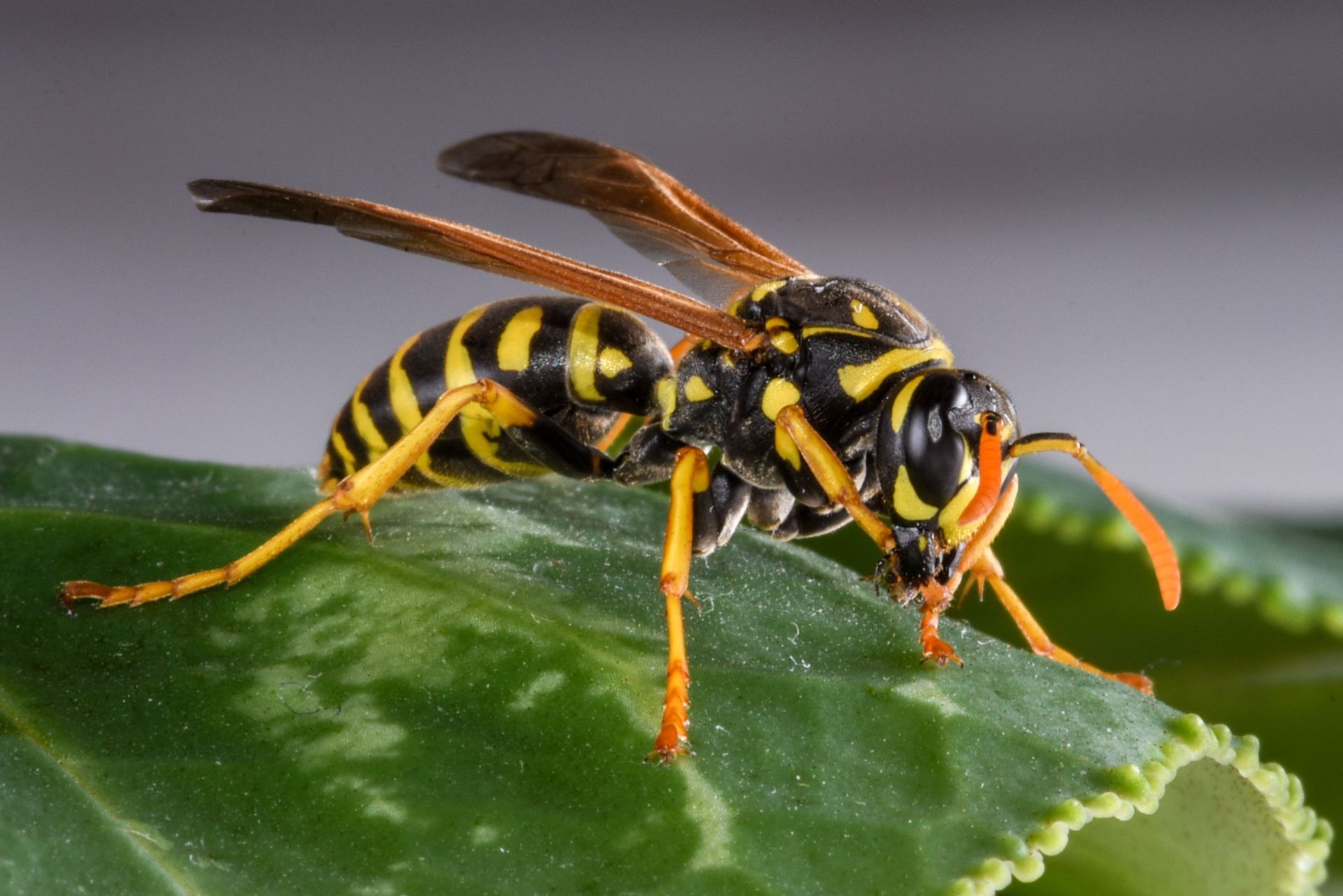 yellow jacket control