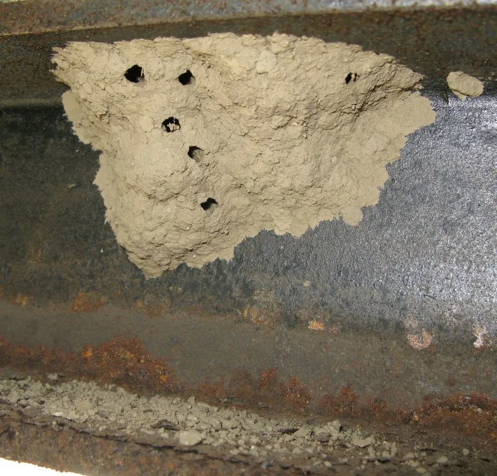 Mud dauber wasp nest on rusted metal beam.