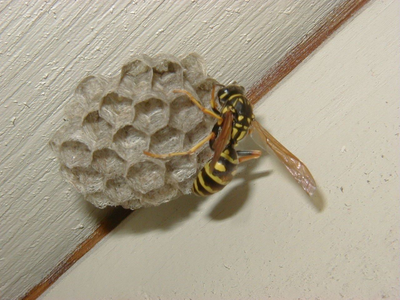 Wasp on a small, hexagonal paper nest attached to a white surface. The wasp has yellow and black stripes.