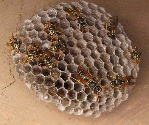 Yellow jackets on a honeycomb-shaped nest, tan with hexagonal cells.