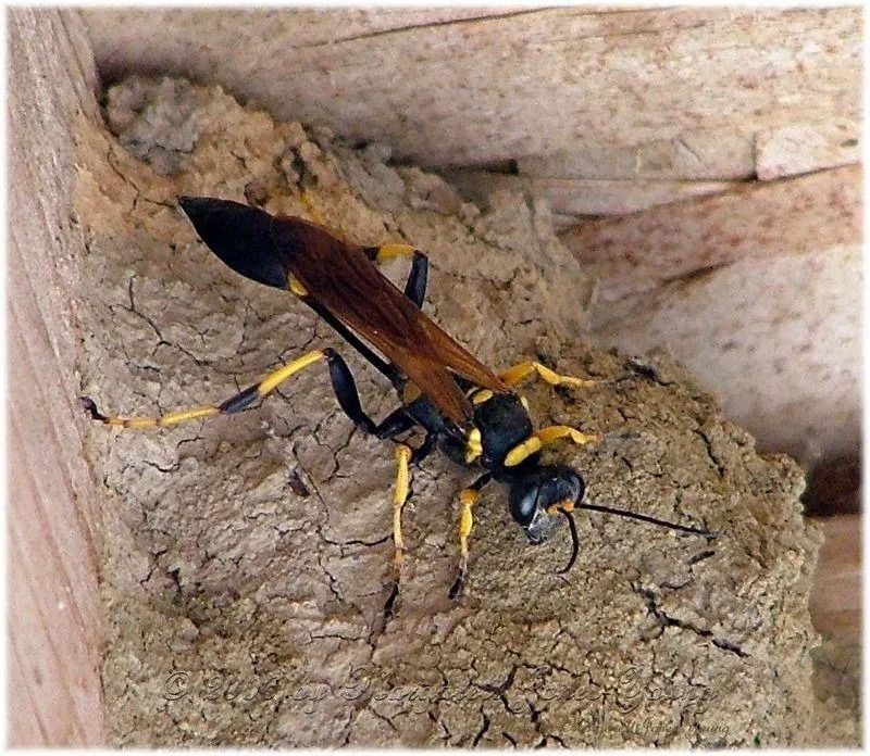 Wasp with black and yellow markings on a nest made of mud, against a light wooden background.