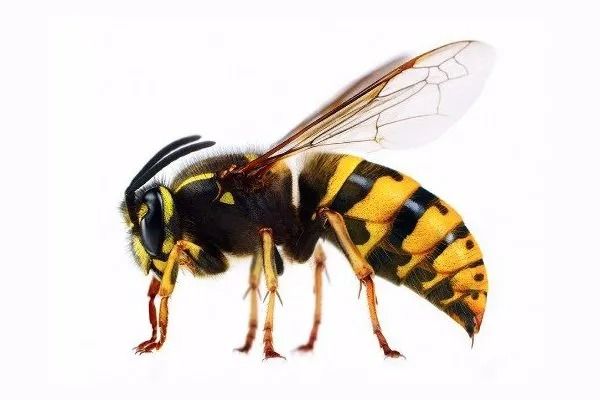 Yellow jacket wasp with black stripes and transparent wings.
