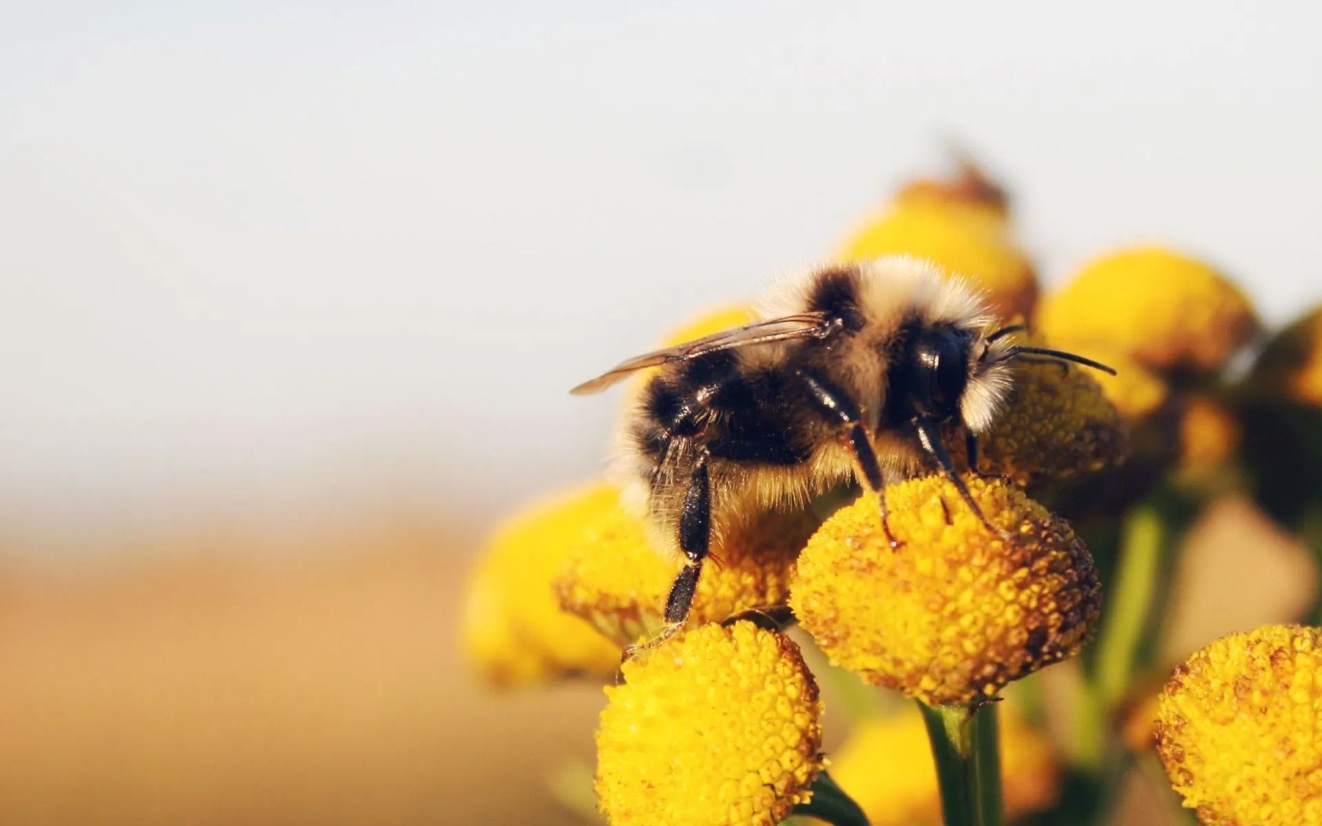 Bumble Bee Control | Portland, OR
