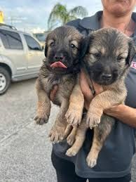 Person holding two small, fluffy puppies; one sticking out its tongue.