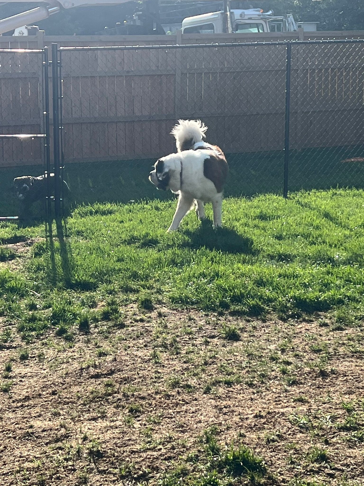Small white-and-black dog standing on grass in a fenced yard with its back turned to the camera