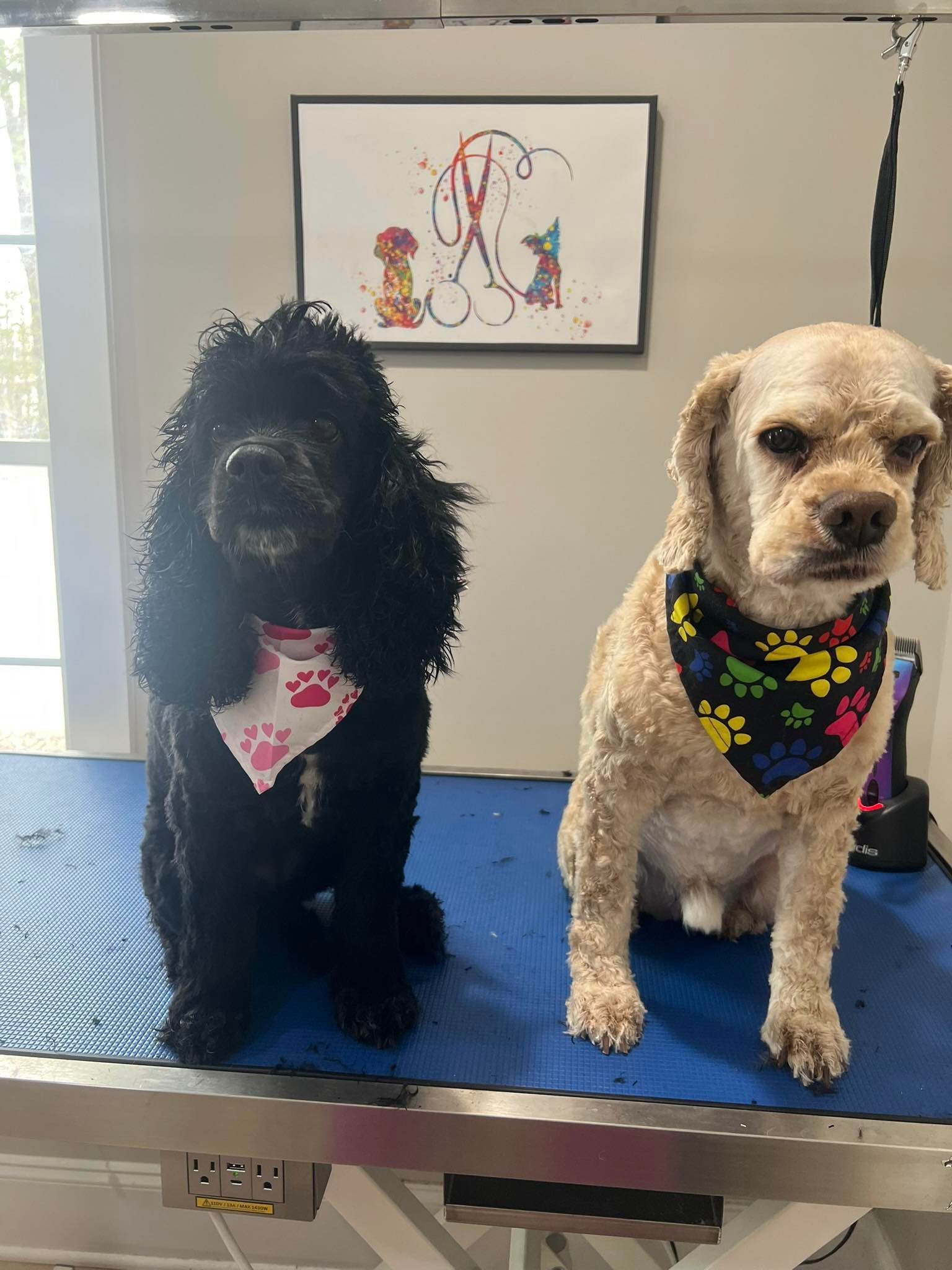 Two groomed dogs sit side-by-side on a grooming table, wearing bandanas. A colorful paw print art piece hangs in the background.