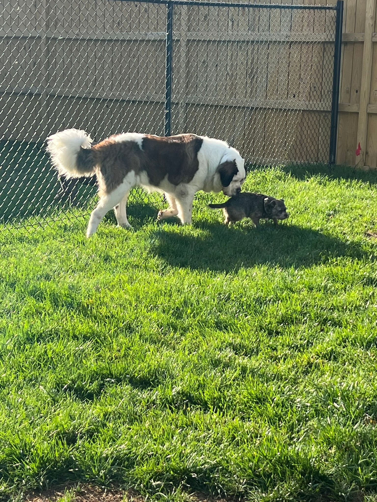Two dogs playing on green grass beside a chain-link fence in bright sunlight