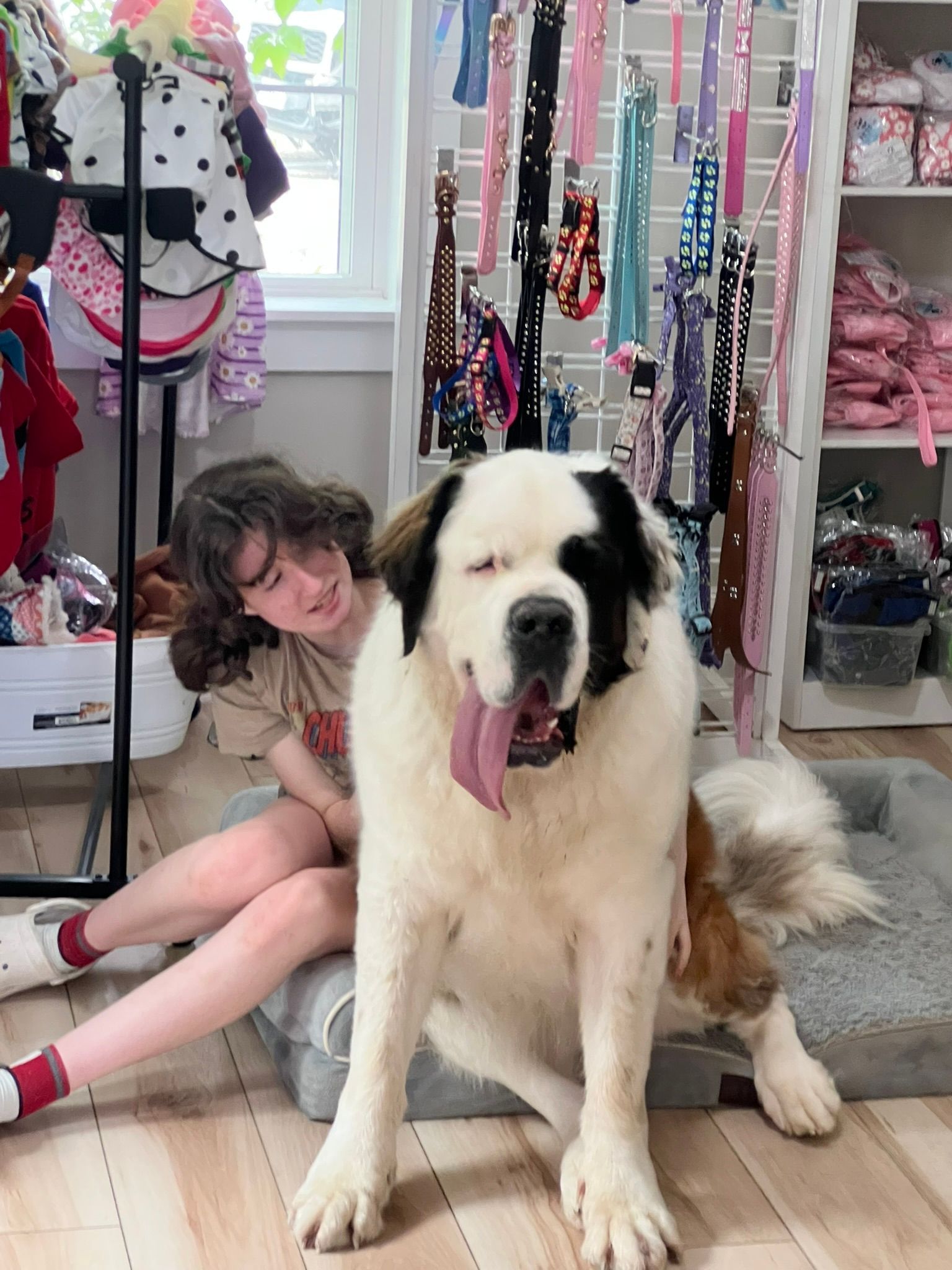 Large white-and-black dog sitting in a bright room, with a person crouching behind it amid hanging leashes and shelves.