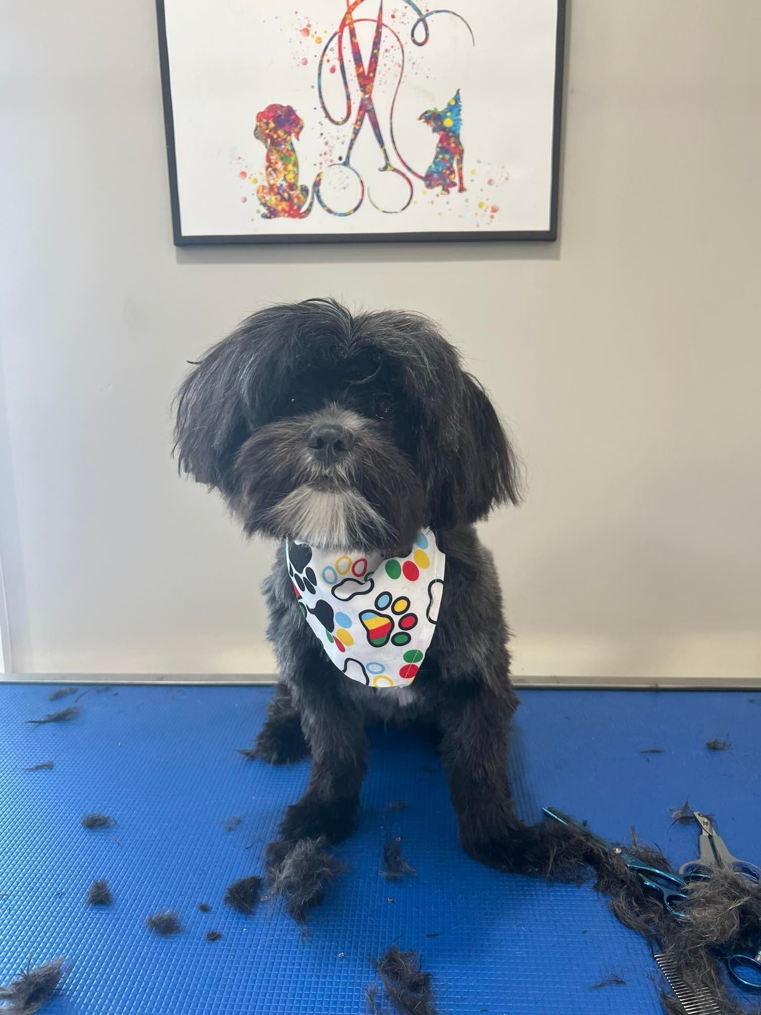 Black dog with a bandana sitting on a blue grooming table; a colorful picture hangs on the wall.