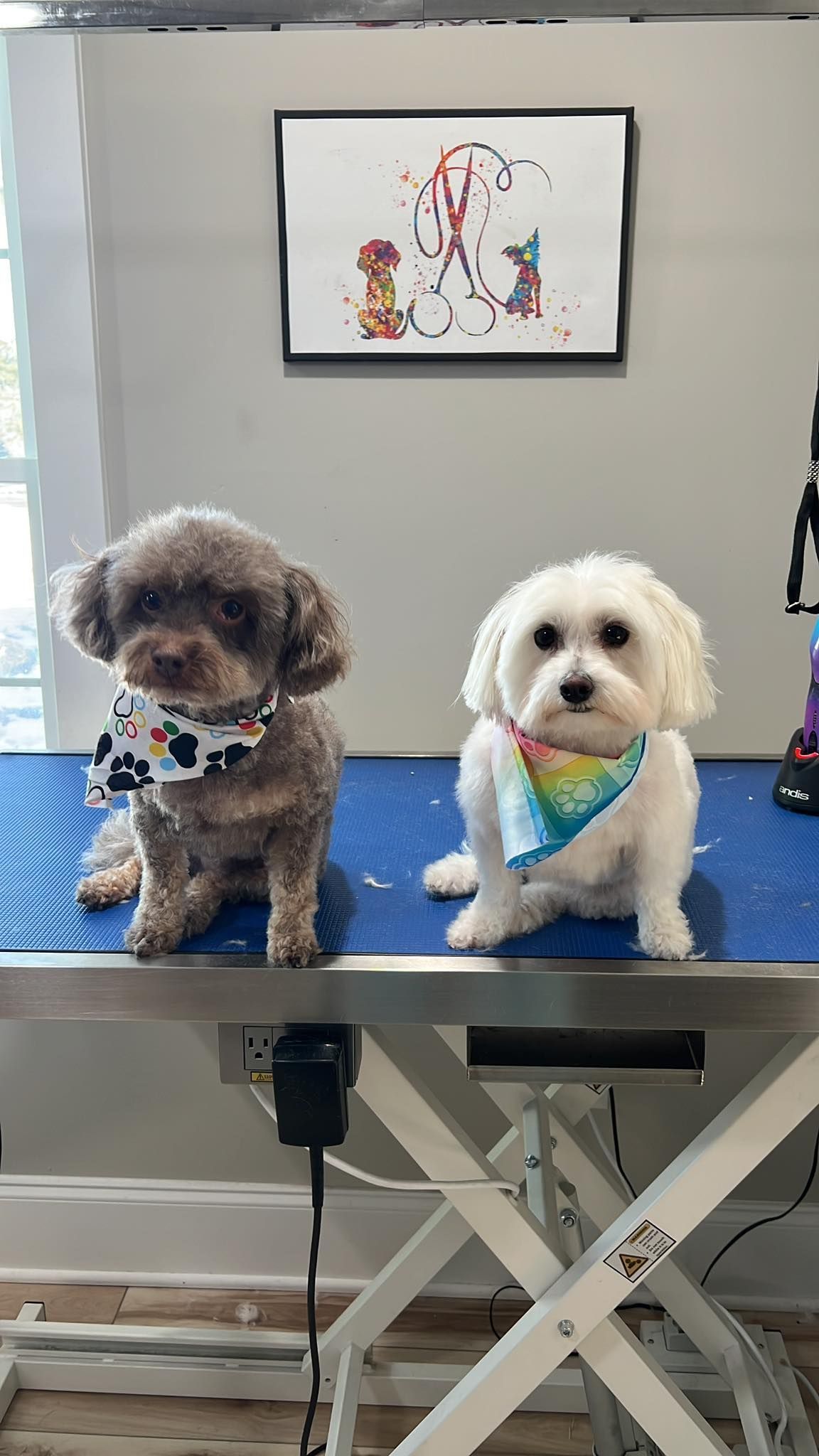 Two groomed dogs, brown and white, wearing bandanas, sitting on a grooming table.