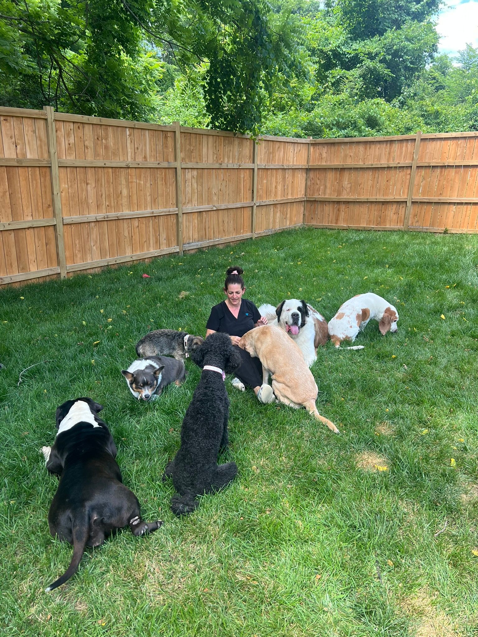 Seven dogs gathered on grass in a fenced backyard, facing a seated person.