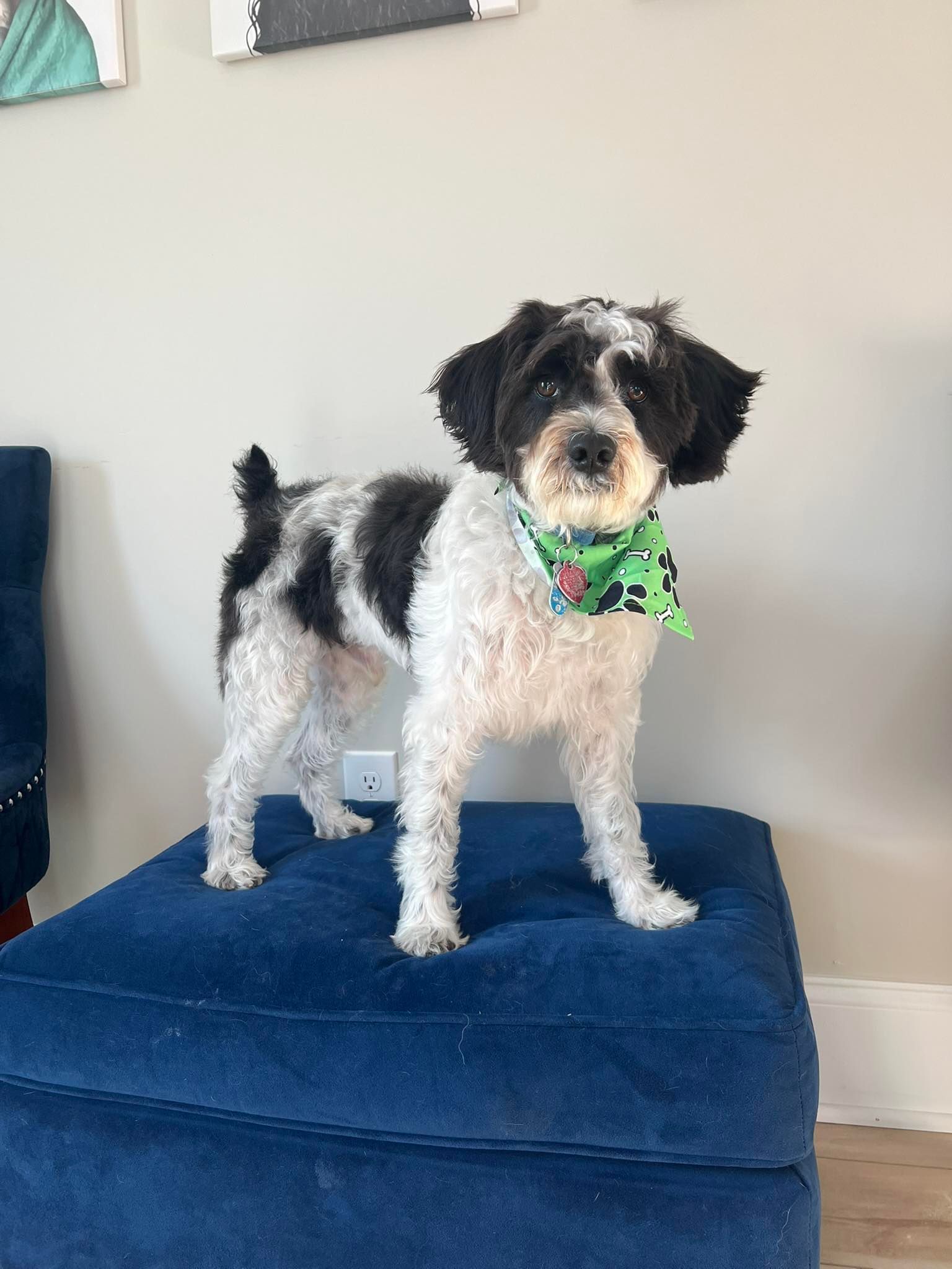 Dog with black and white fur, wearing a bandana, standing on a blue ottoman.