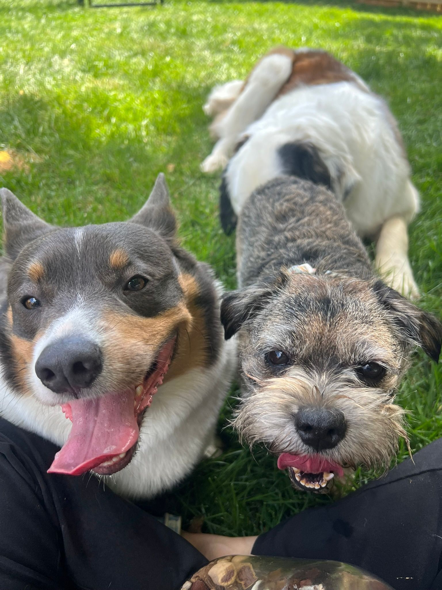 Three happy dogs sitting on grass, two in front with tongues out and one behind them