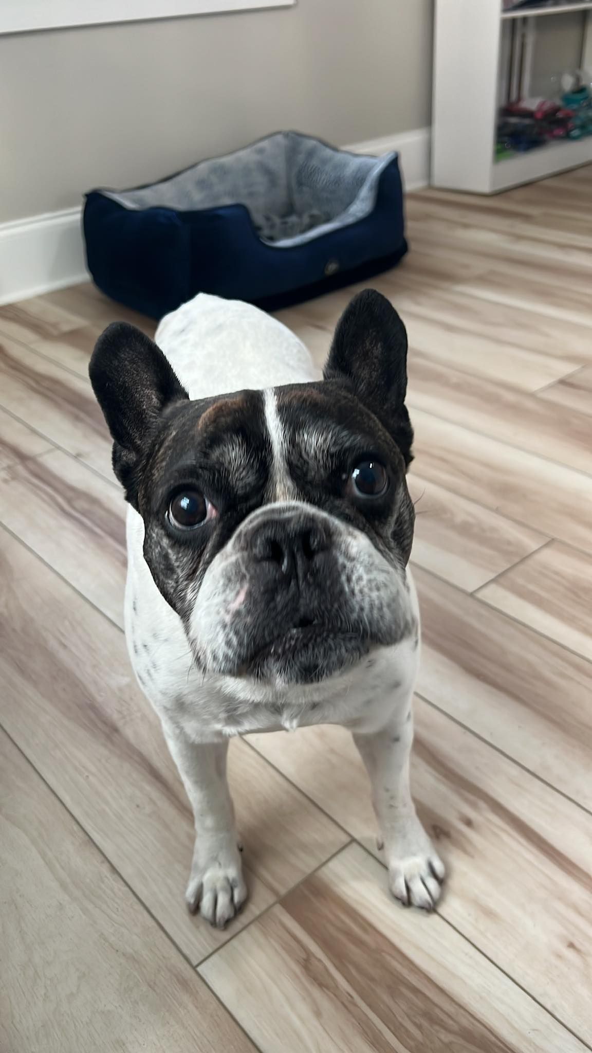 French bulldog with a black and white coat stands on a hardwood floor, looking at the camera. Dog bed in background.