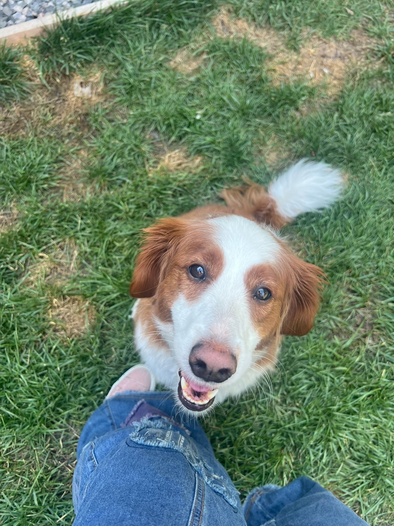 Brown-and-white dog looking up with mouth open beside a person's sneaker on grassy ground