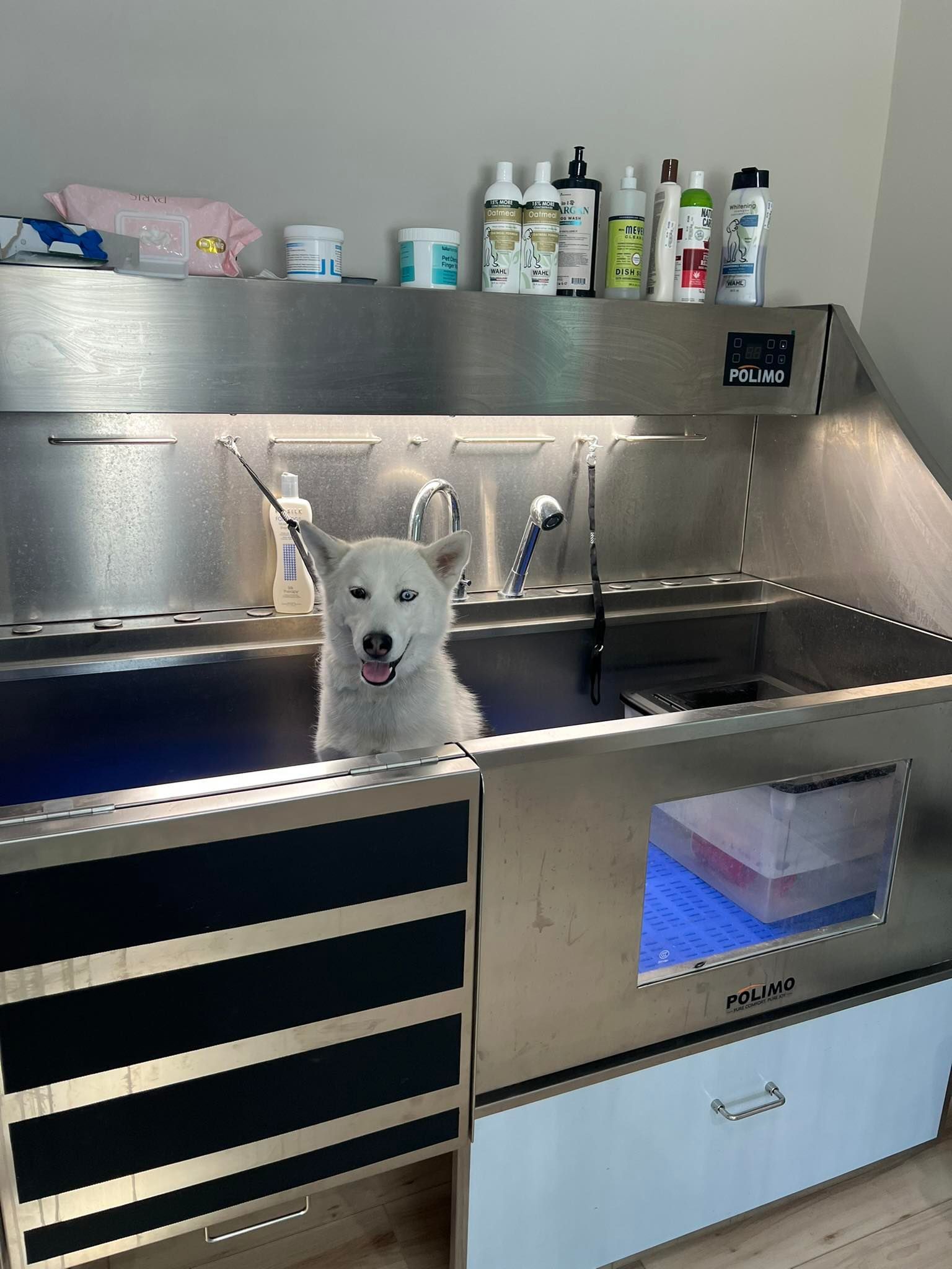 White husky dog happily in a dog grooming tub, looking up, smile. Stainless steel tub. Various grooming products on a shelf above.