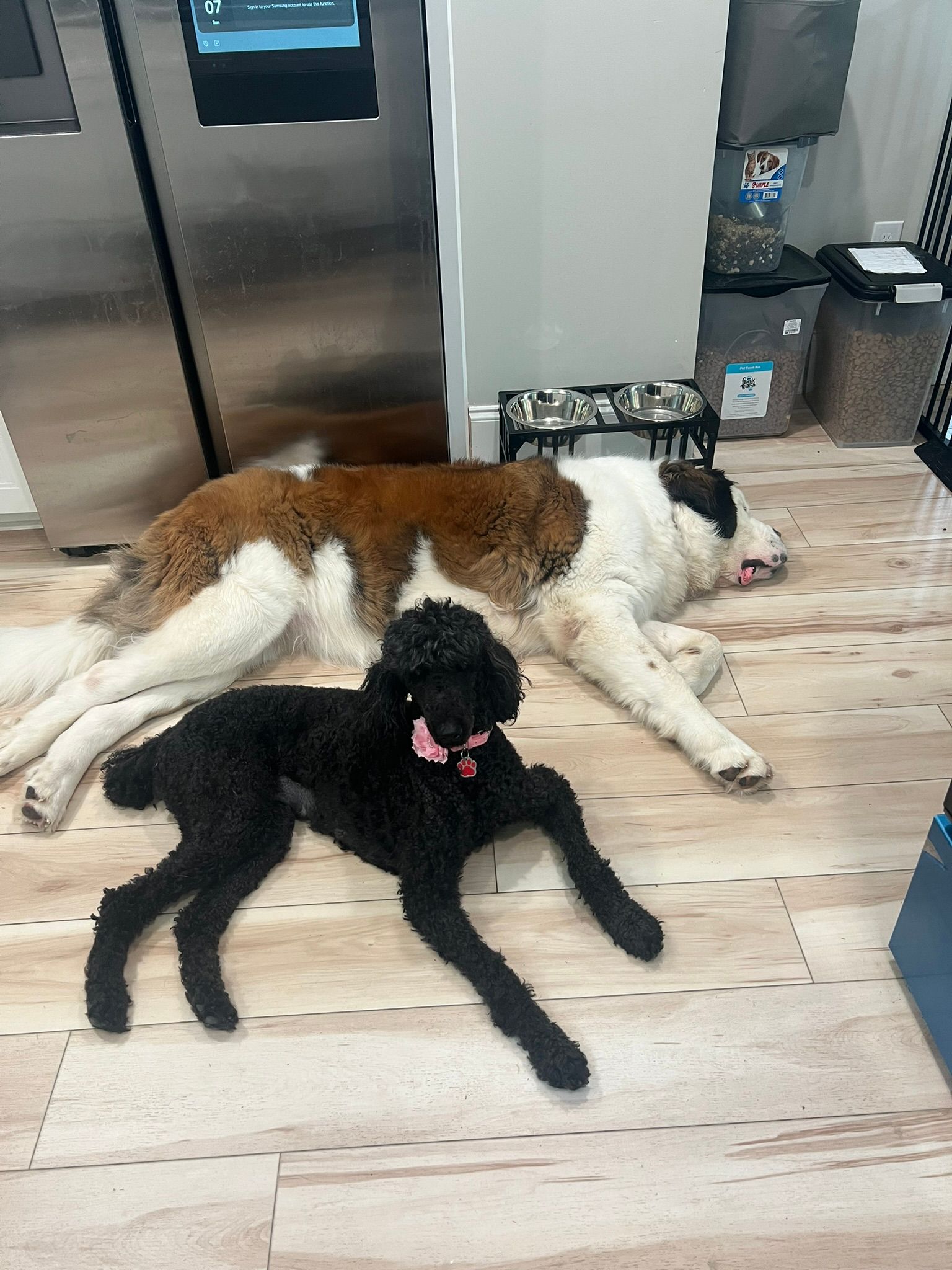 Two dogs lying on a light wood floor, a brown-and-white dog and a black dog with its tongue out.