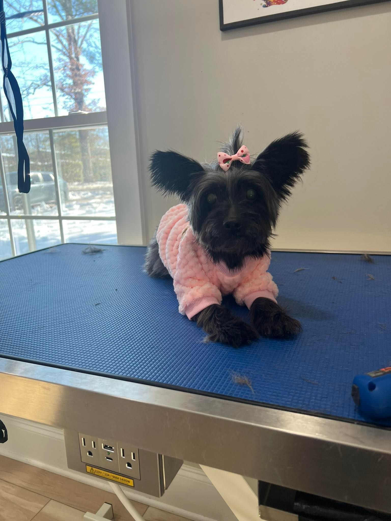 Black dog wearing a pink sweater and bow, sitting on a blue grooming table.