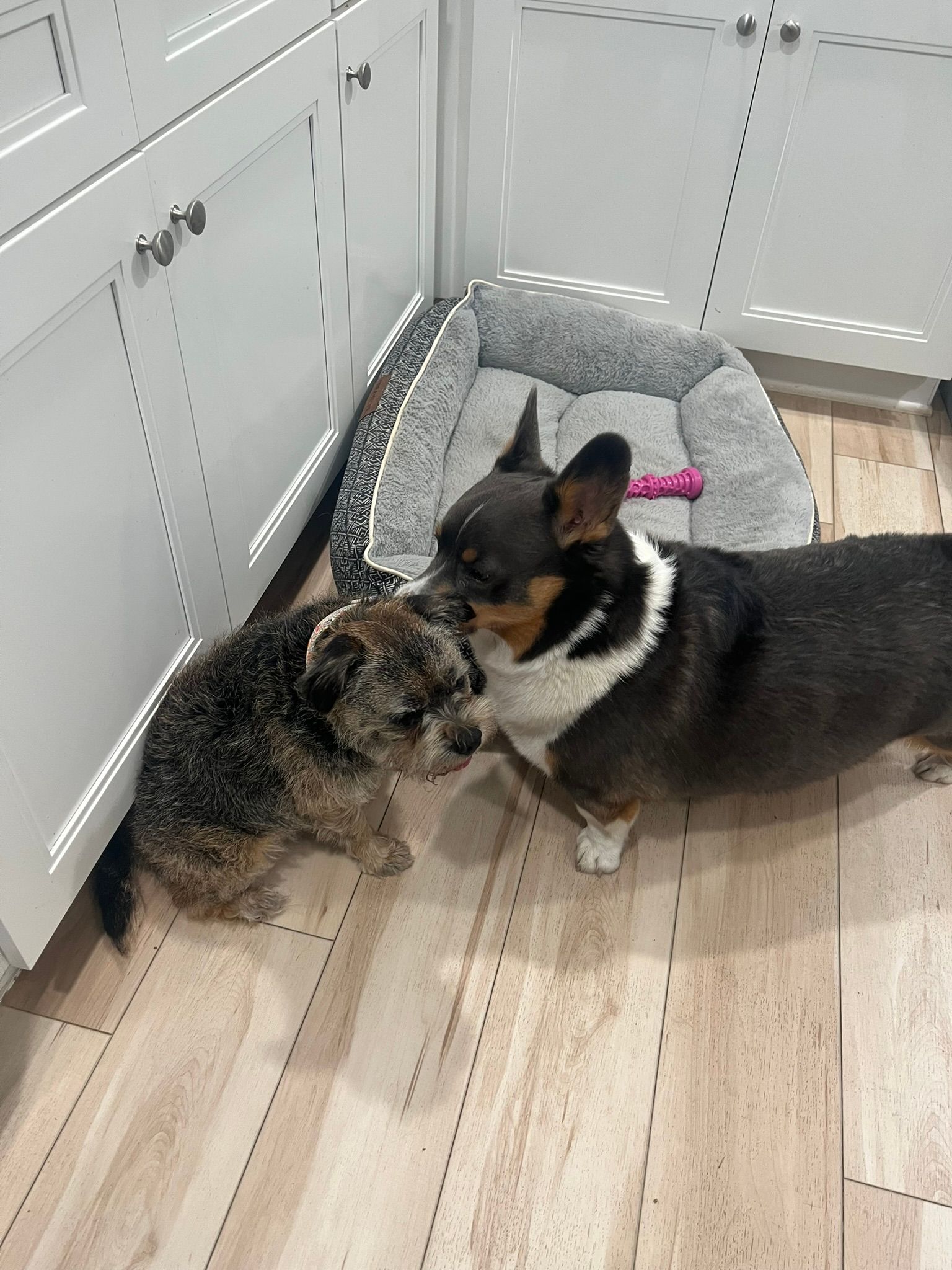 Two small dogs nuzzle beside a gray pet bed on a light wood floor.