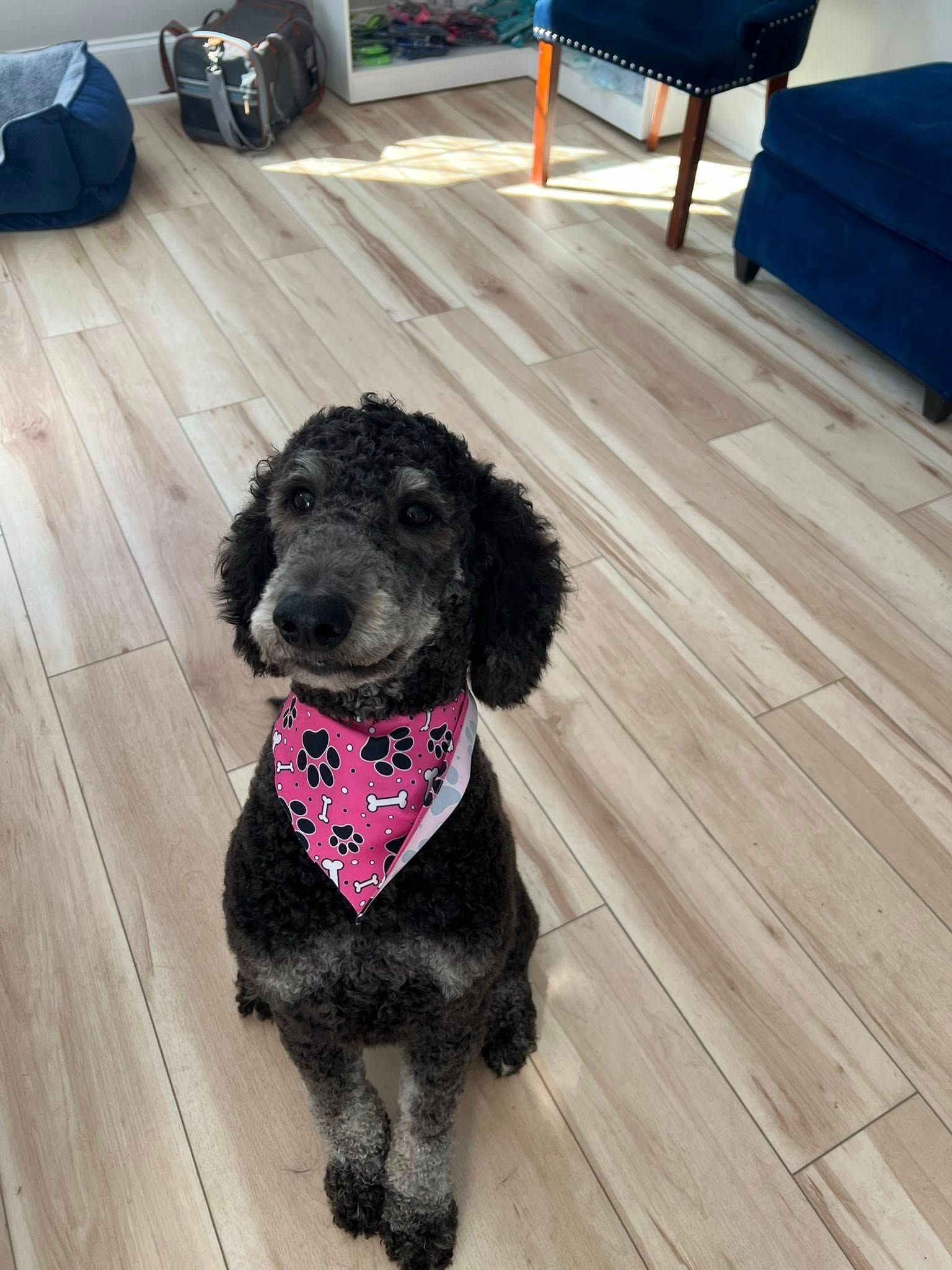 Black poodle wearing a pink paw print bandana, sitting on a wood floor.
