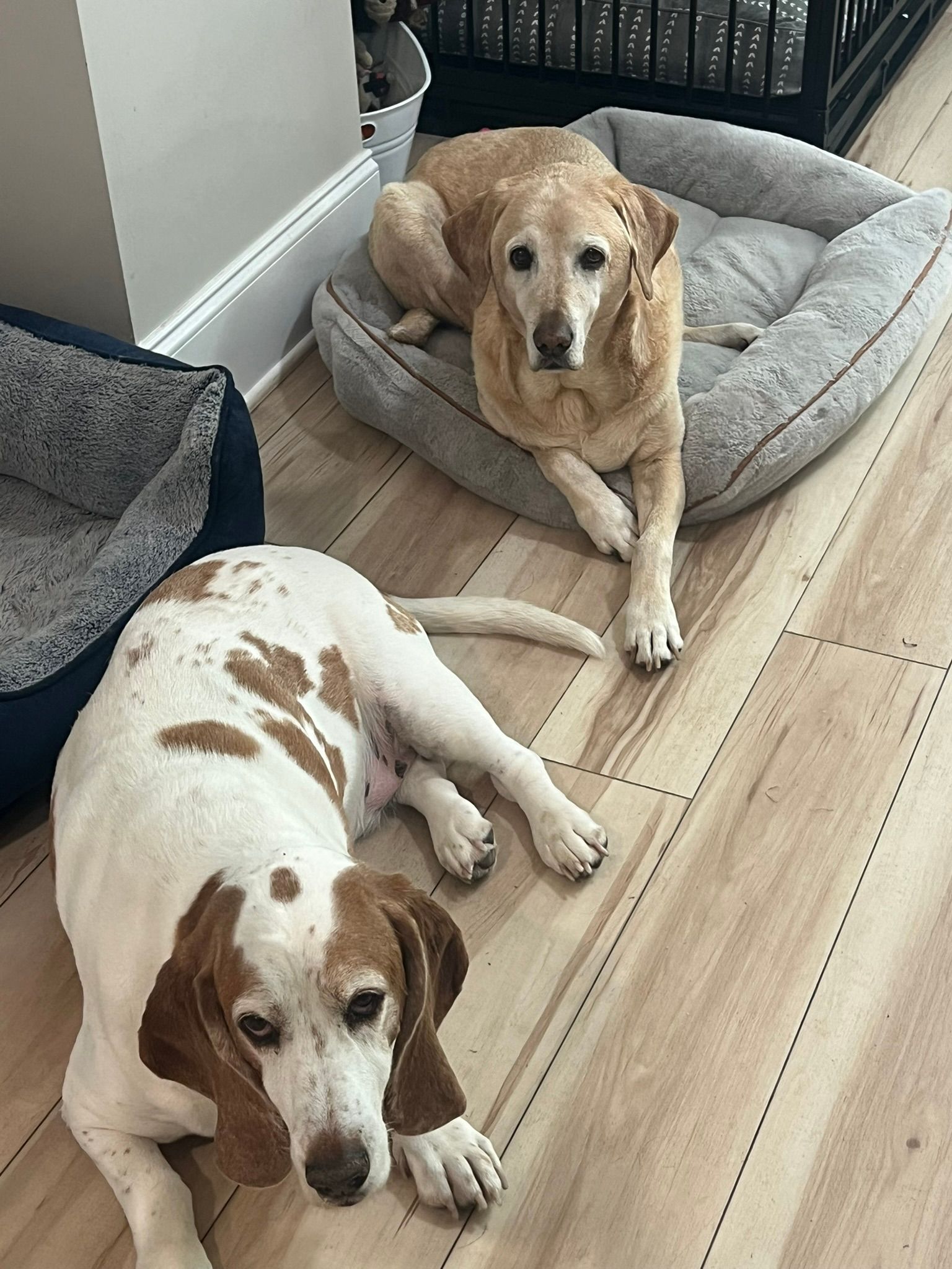 Two dogs lying on cushioned beds in a home, one white-and-brown and one golden retriever.