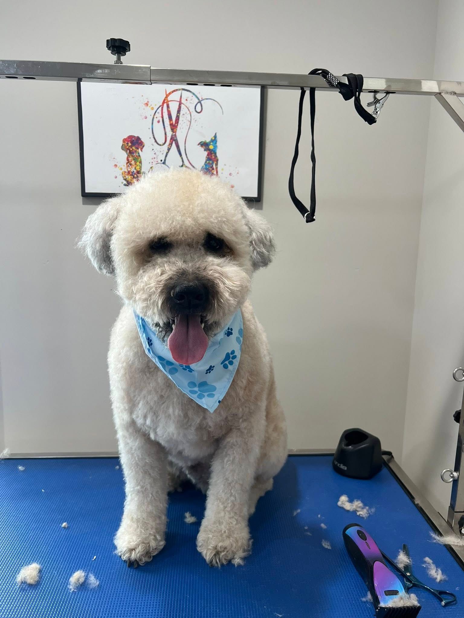 Beige fluffy dog with blue bandana sits on grooming table, post-groom.