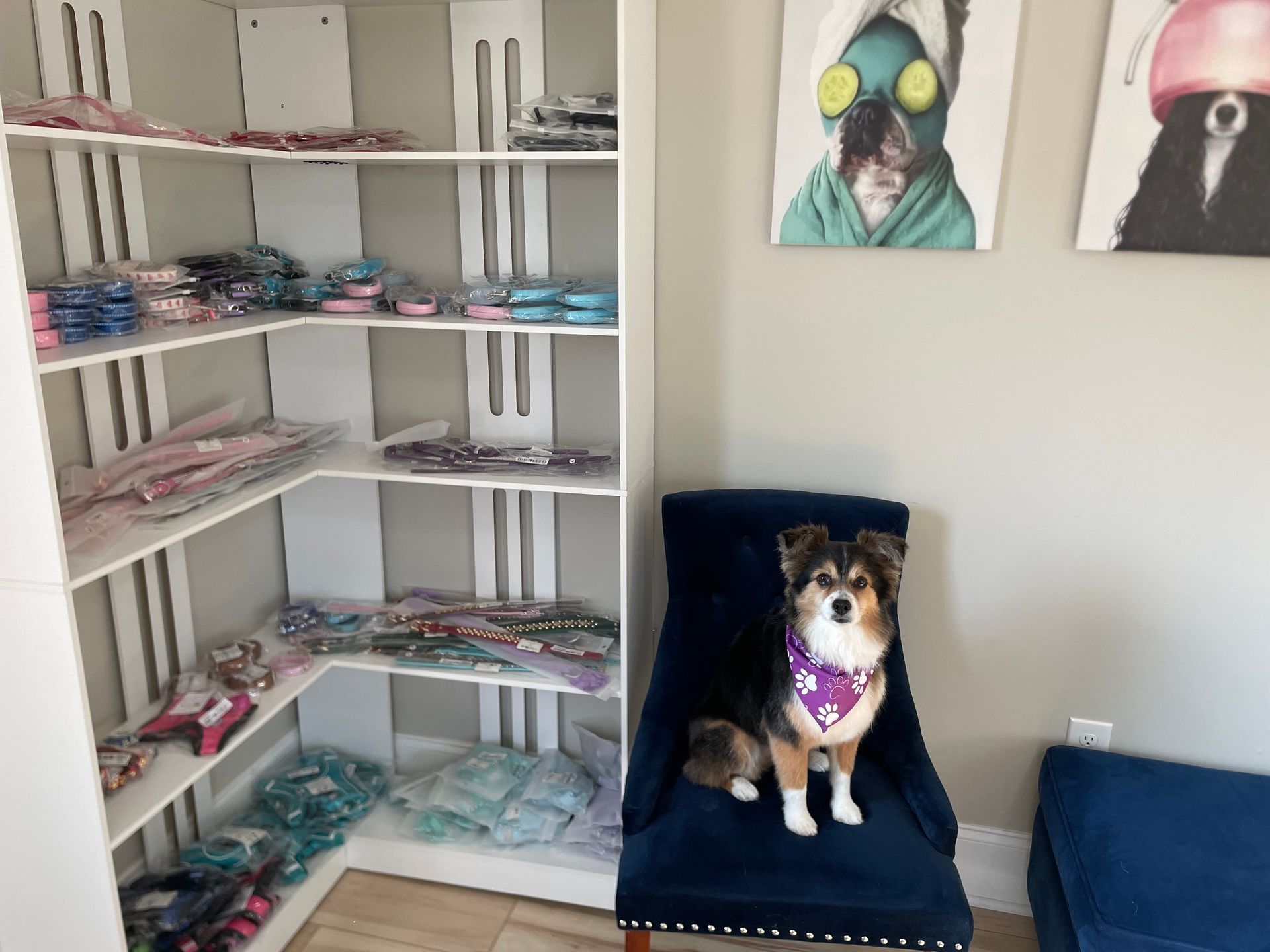 A dog wearing a bandana sits on a blue chair next to a shelving unit of dog collars and paintings.