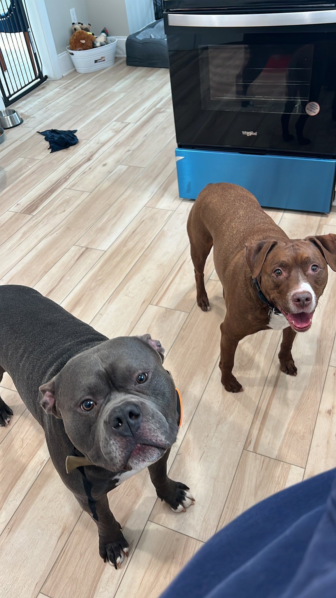 Two dogs looking up: gray and brown, standing on light wood floor near an oven.