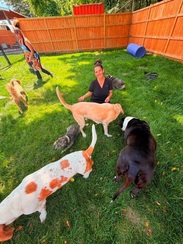 Woman sitting on grass with several dogs in a sunny backyard with a red fence
