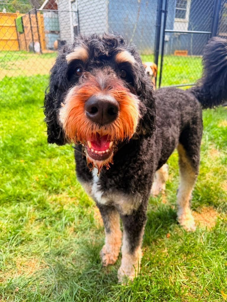 Black and tan curly dog standing on grass in a fenced yard, facing the camera with mouth open.