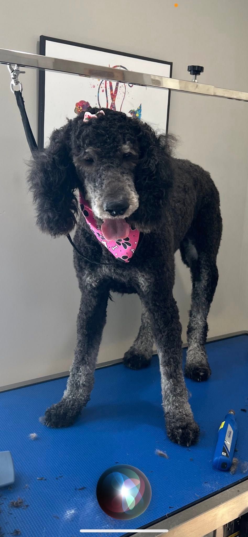 Black poodle wearing a pink bandana standing on a blue grooming table.