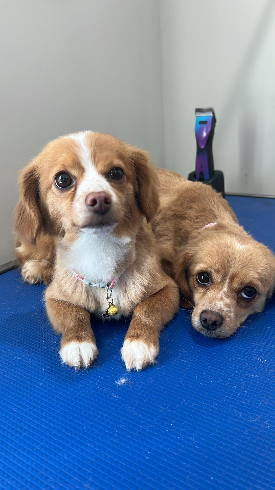 Two small dogs, one with a white face, lying side-by-side on a blue surface; one has a sad expression.