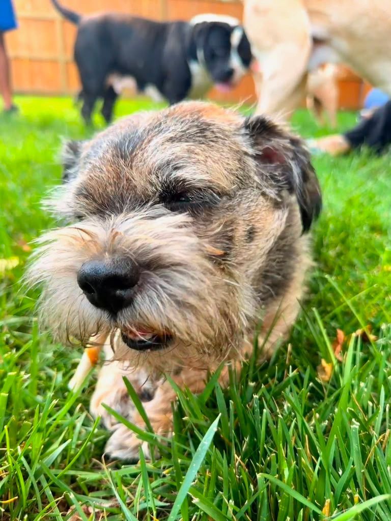 Small scruffy dog walking through green grass with another dog blurred in the background