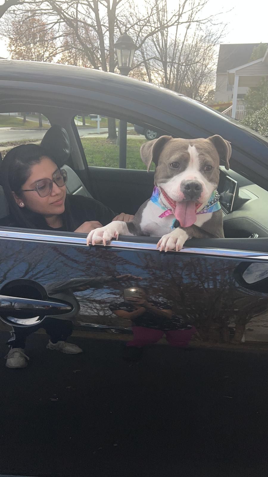 Woman with glasses and dog in a car, dog's paws on the window, sticking tongue out, wearing a bandana.